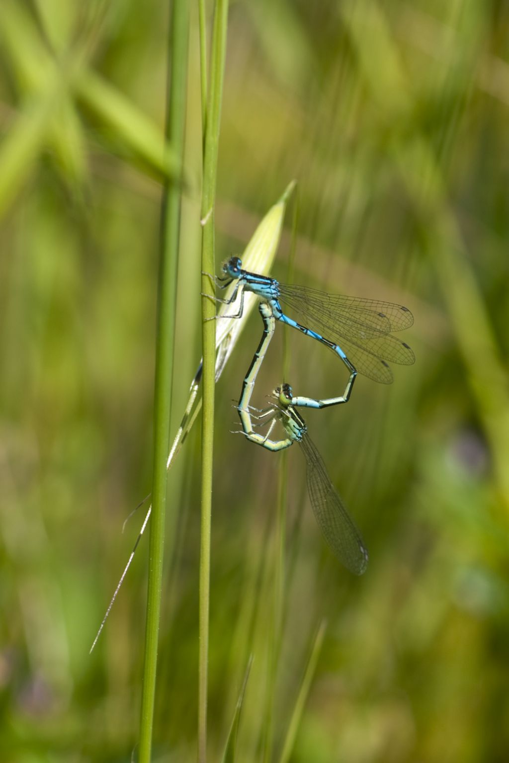 Coenagrion scitulum